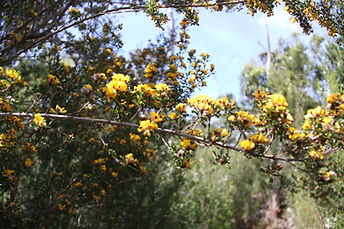 Pultanea Daphnoides Track Oct 2013 (24)
