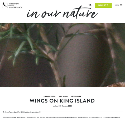 Wings on King Article by Anna Povey