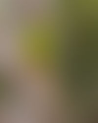 Concurrent with an Orange-bellied Parrot Blitz