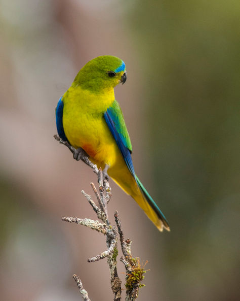 Concurrent with an Orange-bellied Parrot Blitz