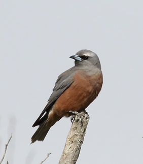 White-browed Woodswallow_KingIs_Nov17_0U
