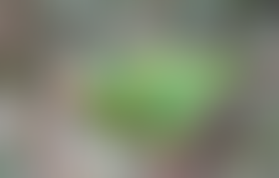 The Swift Parrot Search