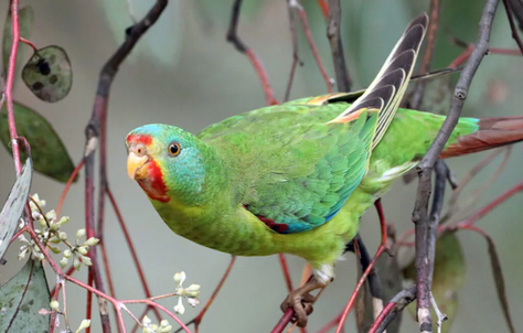 The Swift Parrot Search