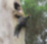 Green Rosella_KingIsland_Nov17_0U7A0423.JPG