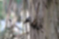 Strong-billed HE.jpg