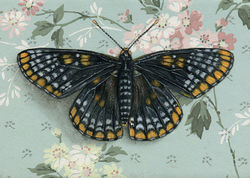 baltimore checkerspot butterfly