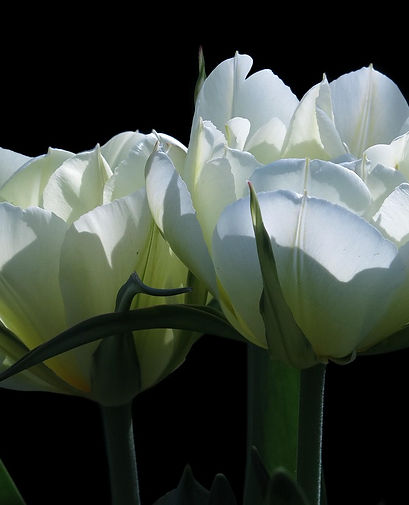 tulips-4132970_1280.jpg