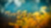 branch-3846345_1280.jpg