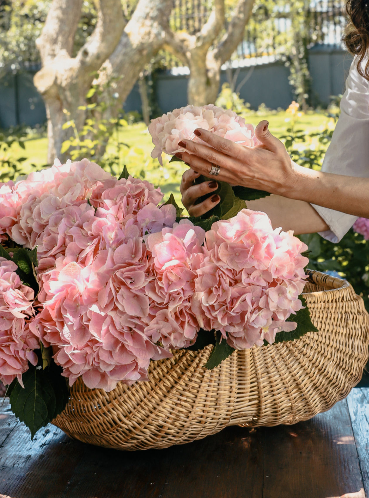 Hydrangea Box (5 Stems)