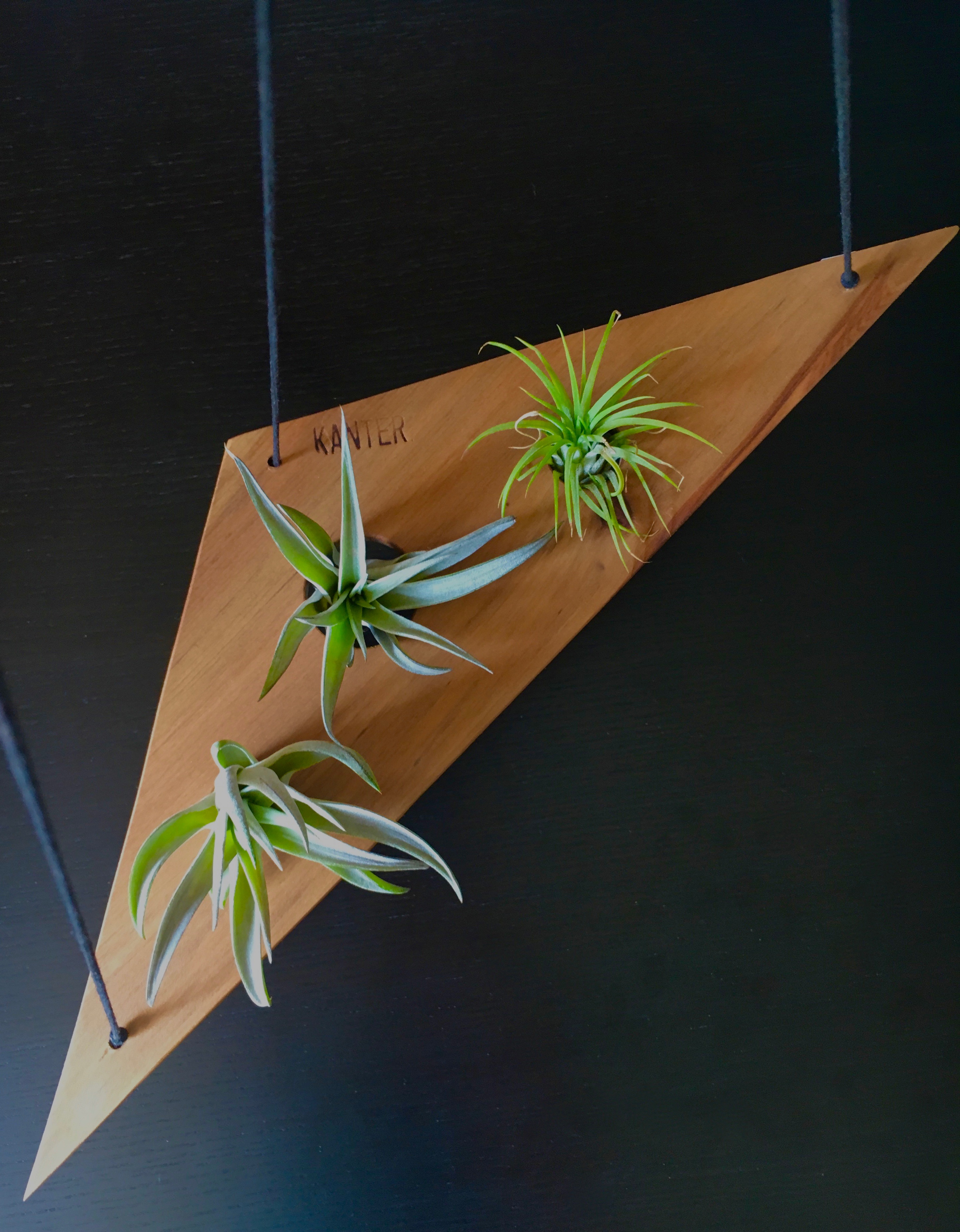 Airplant Holder