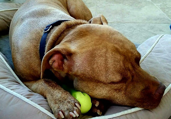 tennis ball.jpg