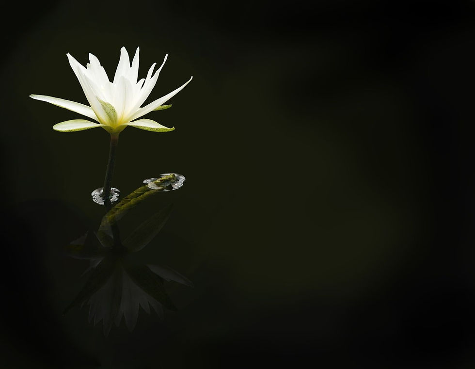 Beautiful things can grow in the darkest of places