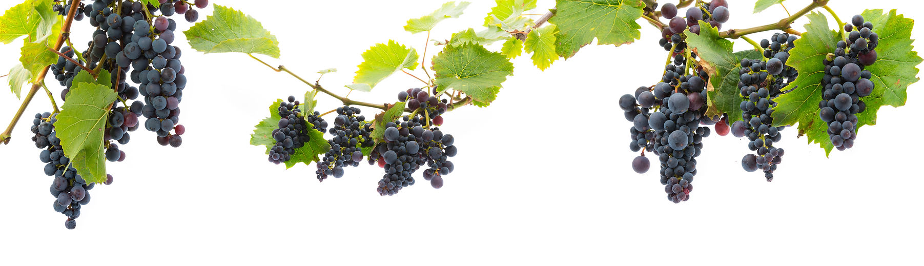 grapevine remain in Christ 