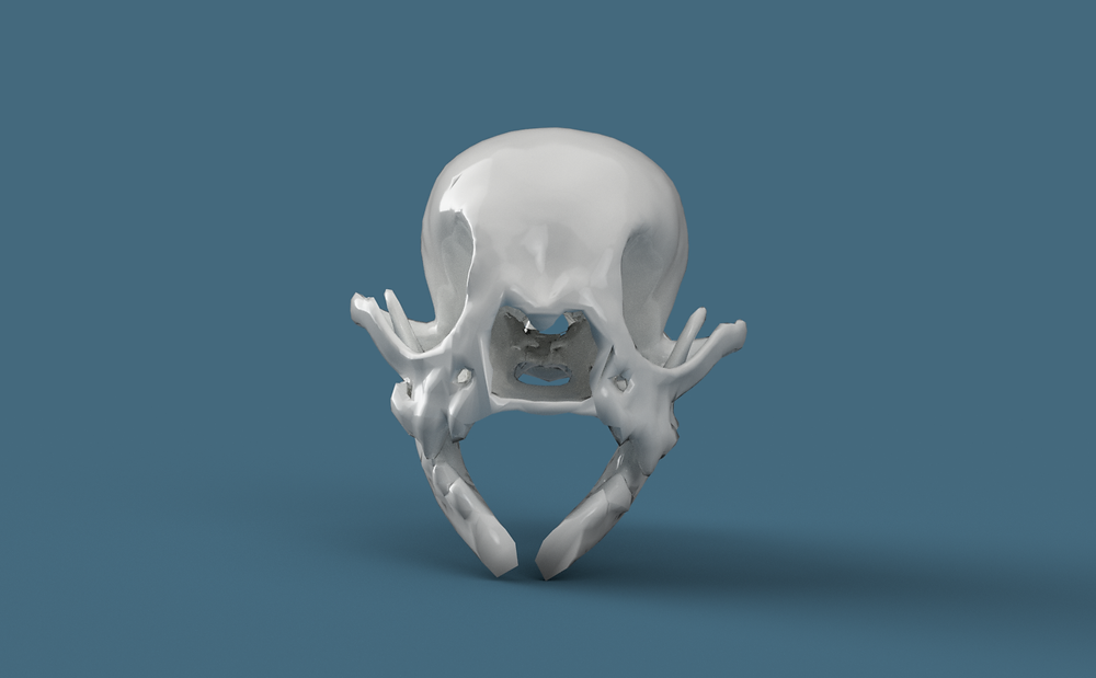 Cranio Volpino2