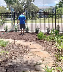 20260711 New Podocarpus and upper butterfly garden mulched.jpg