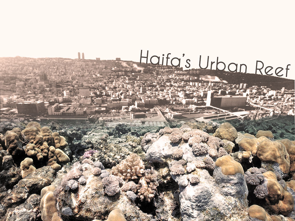 Haifa's Urban Reef