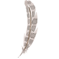 Feather 6_edited_edited.png