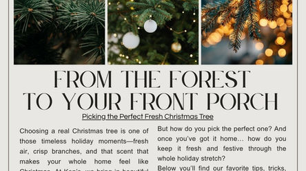 Choosing the Best Tree for Christmas