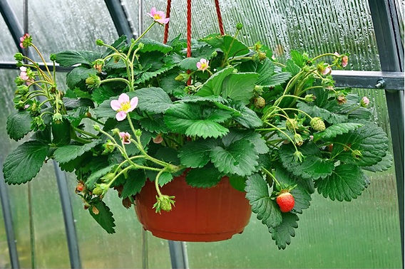 Strawberries in Hanging Baskets