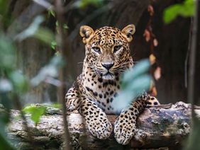 Best time to see leopards in Sri Lanka