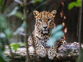 Best time to see leopards in Sri Lanka