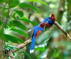 Sri Lankas blaue Elster Sinharaja