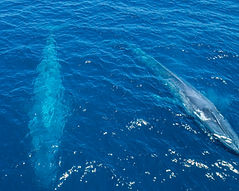 Blauwale in Mirissa, Sri Lanka