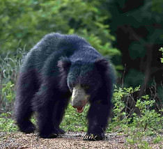 Wasgamuwa 