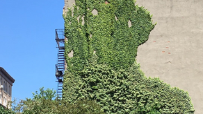 As Climate Week kicks off, here are 4 things you can do locally–yes, uptown–to help the planet