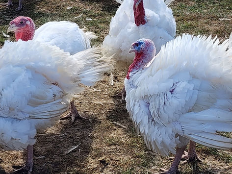 Hamilton Heights Food Co-op Features Wholesale Deliveries From 6 Local Vendors (Don't Miss the Turkeys for Thanksgiving Day)