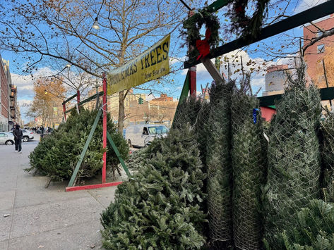 Here's Where to Buy a Christmas Tree in Harlem and Beyond