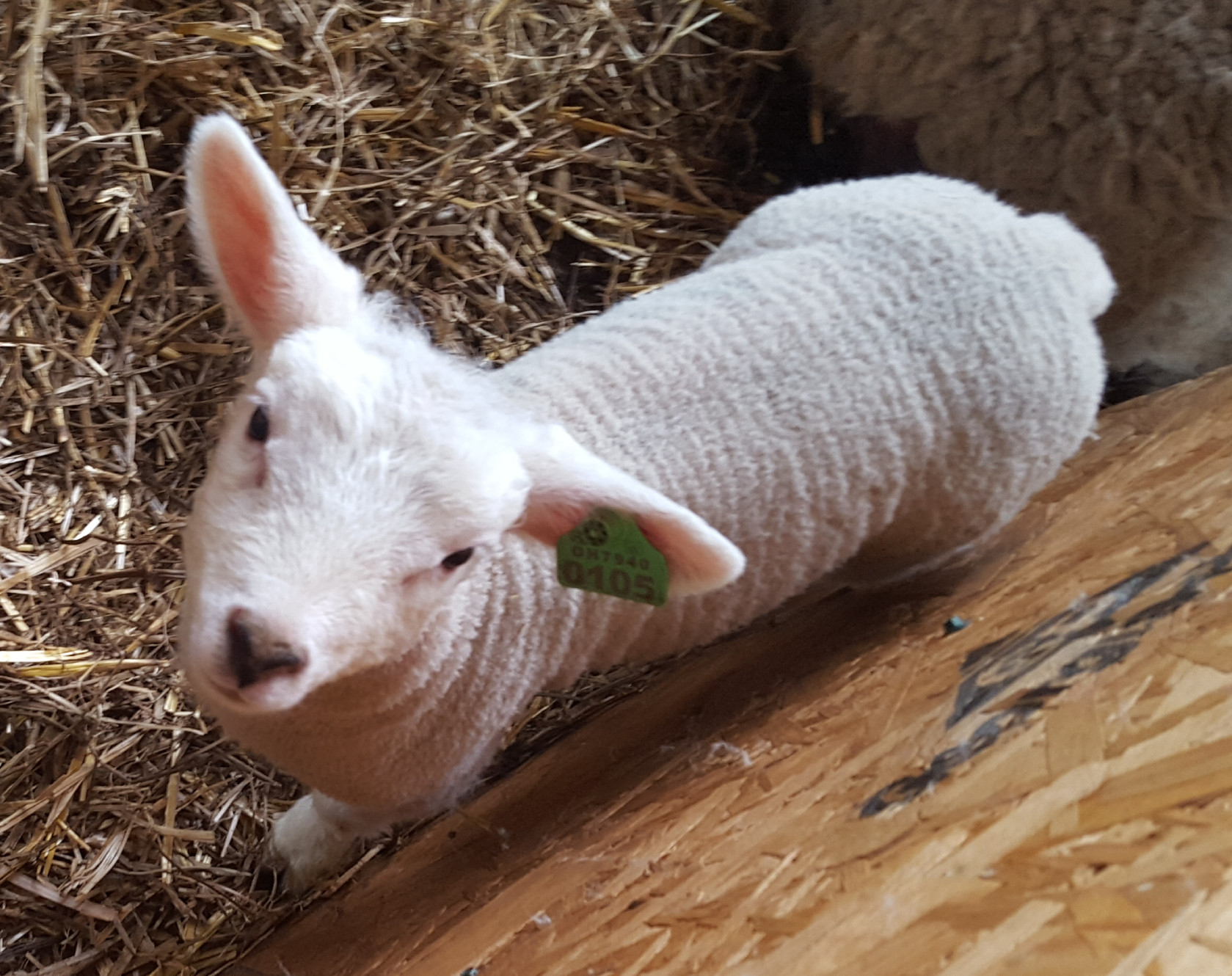 sheep 80-year-old man pleads guilty to genetically engineering