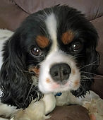 Bo