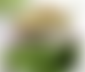 Súper Alimentos - Avena