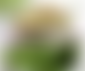 Súper Alimentos - Avena