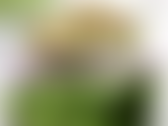 Súper Alimentos - Avena