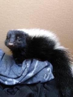 A Sweet Scent... | Story of the Week. | Outbackzack