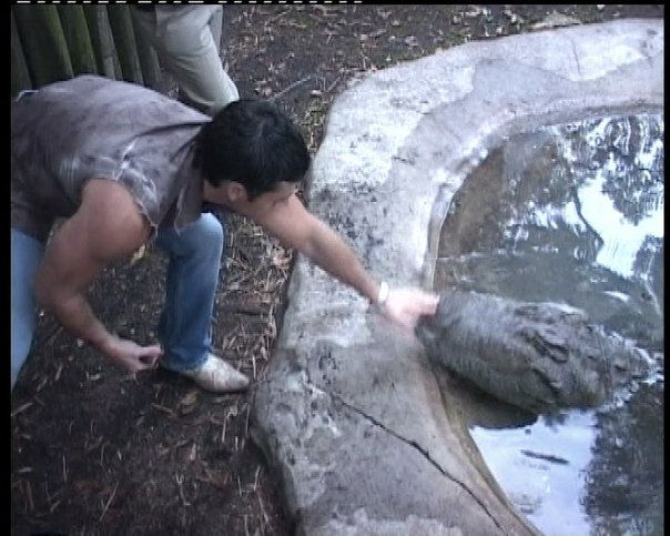 zackheart_alligator