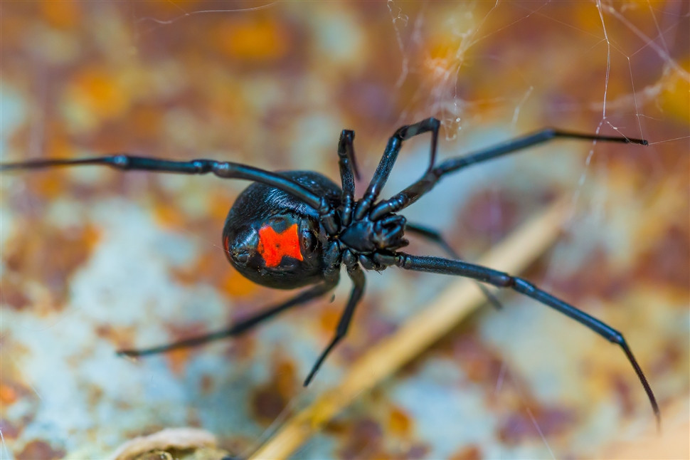 female_black_widow_spider_outbackack