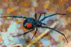 female_black_widow_spider_outbackack