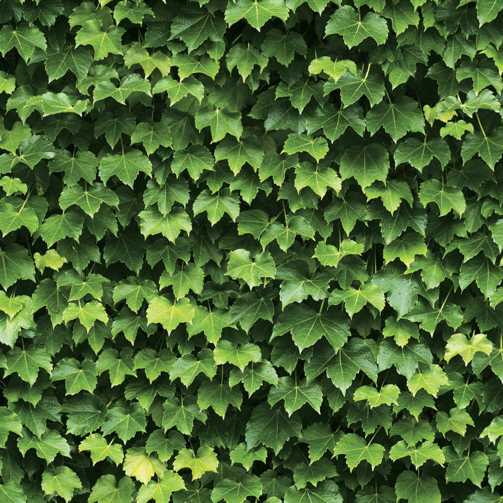 Papel tapiz color verde diseño de hojas