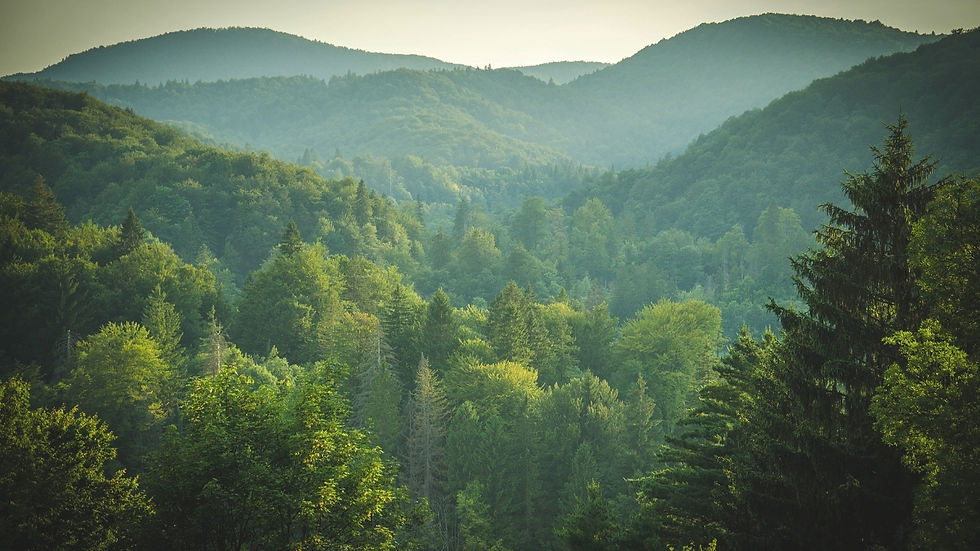 forest.jpg