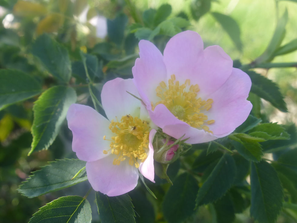 Miniature : "Une rencontre au jardin" - Eglantier sauvage, Rose ancienne