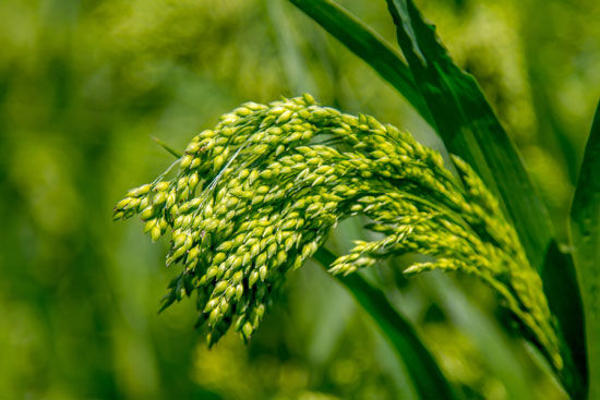 millet-green jpg.jpg