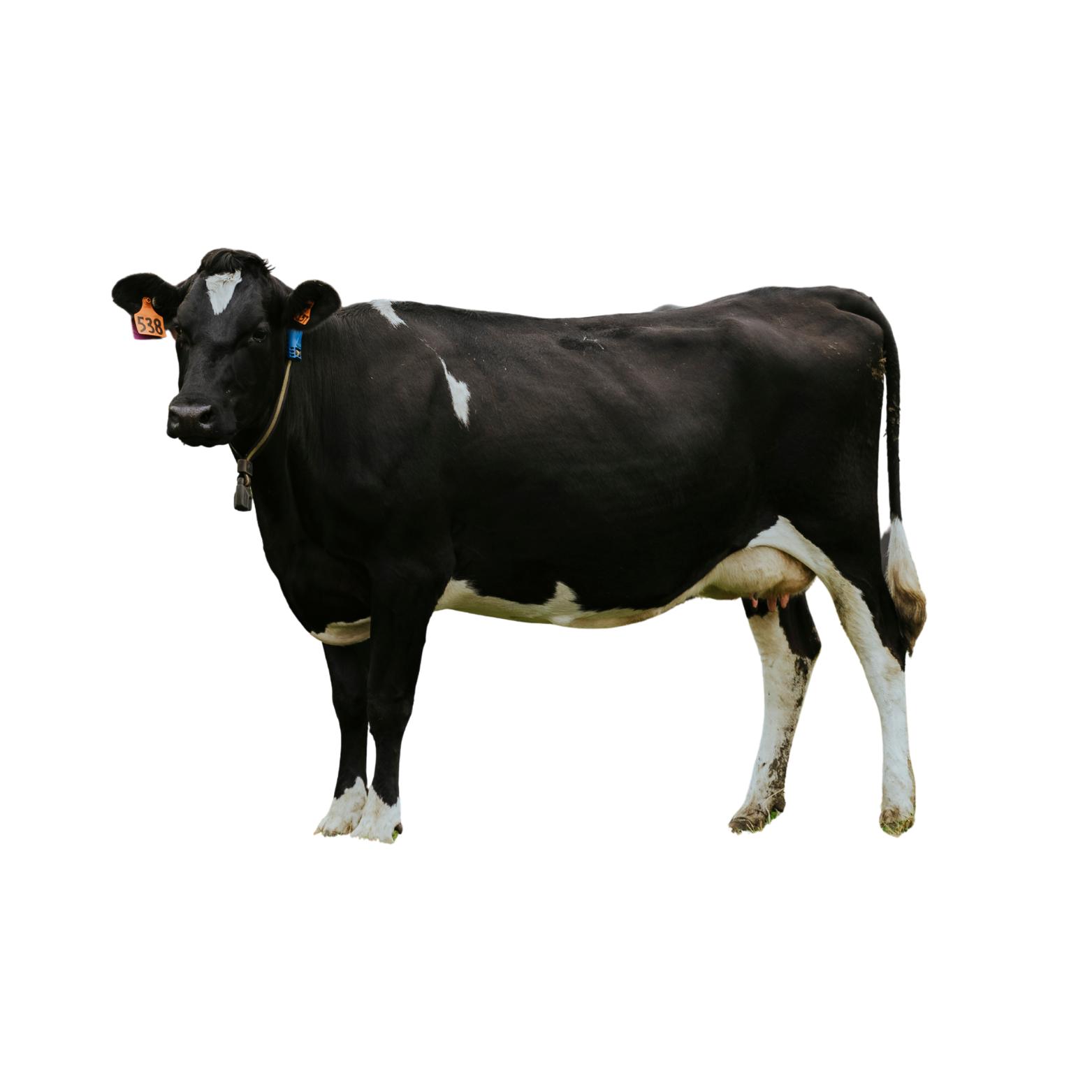 Untitled design (100).png