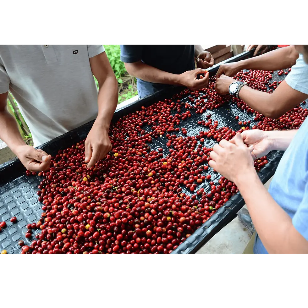 Thumbnail: KB Colombia Nogales Lumina Whole Bean
