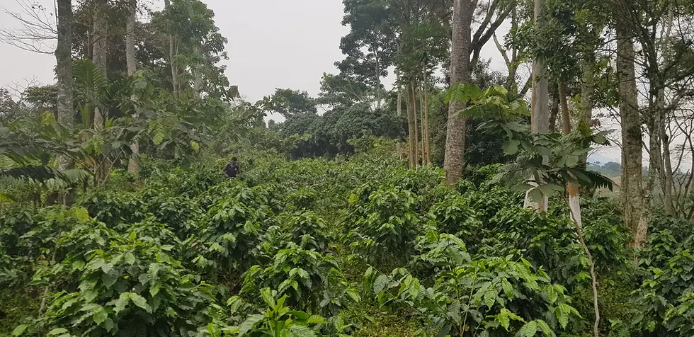 Thumbnail: Kaffeelix Peru Decaf Organic Whole Bean