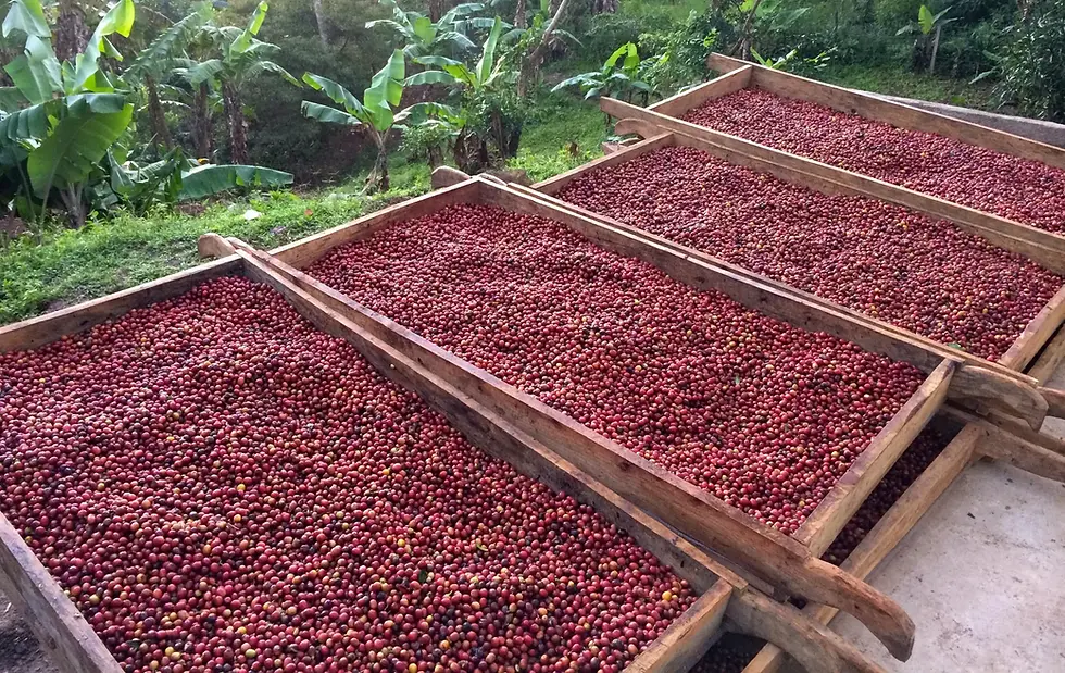 Thumbnail: Kaffeelix Nicaragua Decaf Elixir Whole Bean