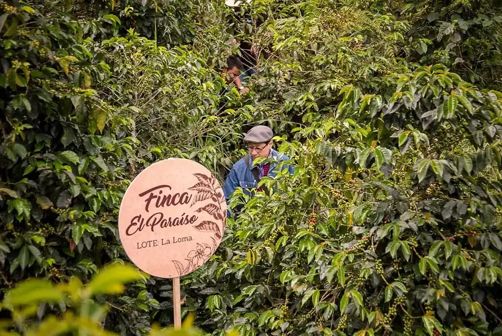 Thumbnail: September Colombia Golden Hour Whole Bean