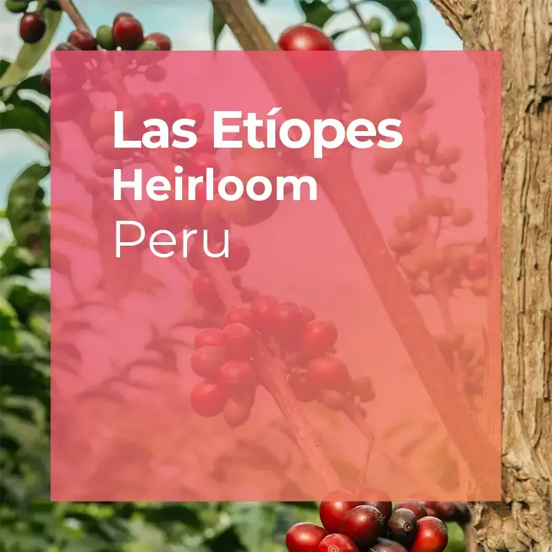 Plot Peru Las Etiopes Whole Bean